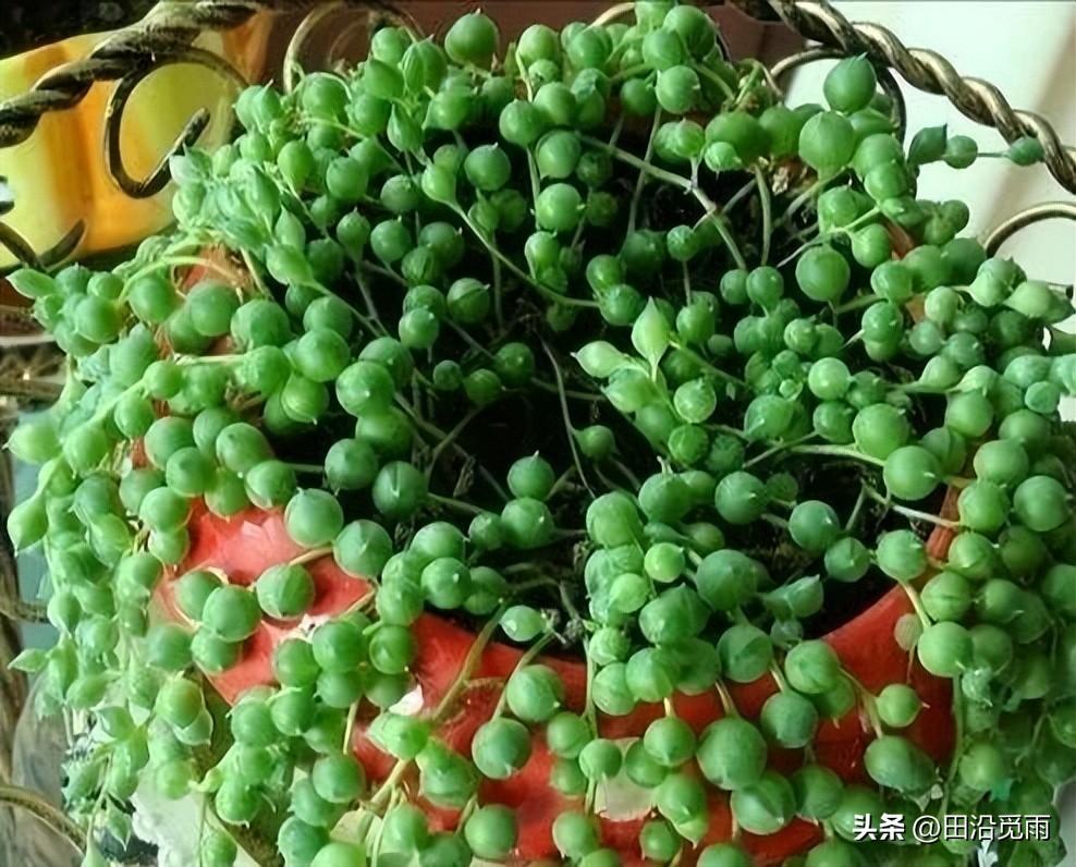 魚(yú)嘴吊蘭怎么養殖方法，怎么施肥，小嘴魚(yú)能養殖嗎?