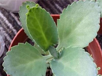 落地生根開(kāi)花嗎，落地生根會(huì )開(kāi)花嗎什么時(shí)候開(kāi)花?