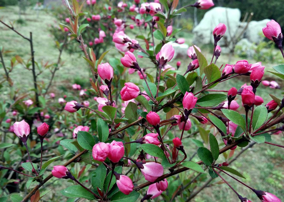 怎么讓垂枝海棠二次開(kāi)花，皇家美人垂枝海棠?