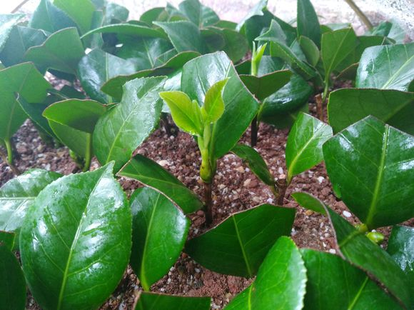 茶花繁殖方法，茶花如何繁殖，茶花繁殖方法和時(shí)間?