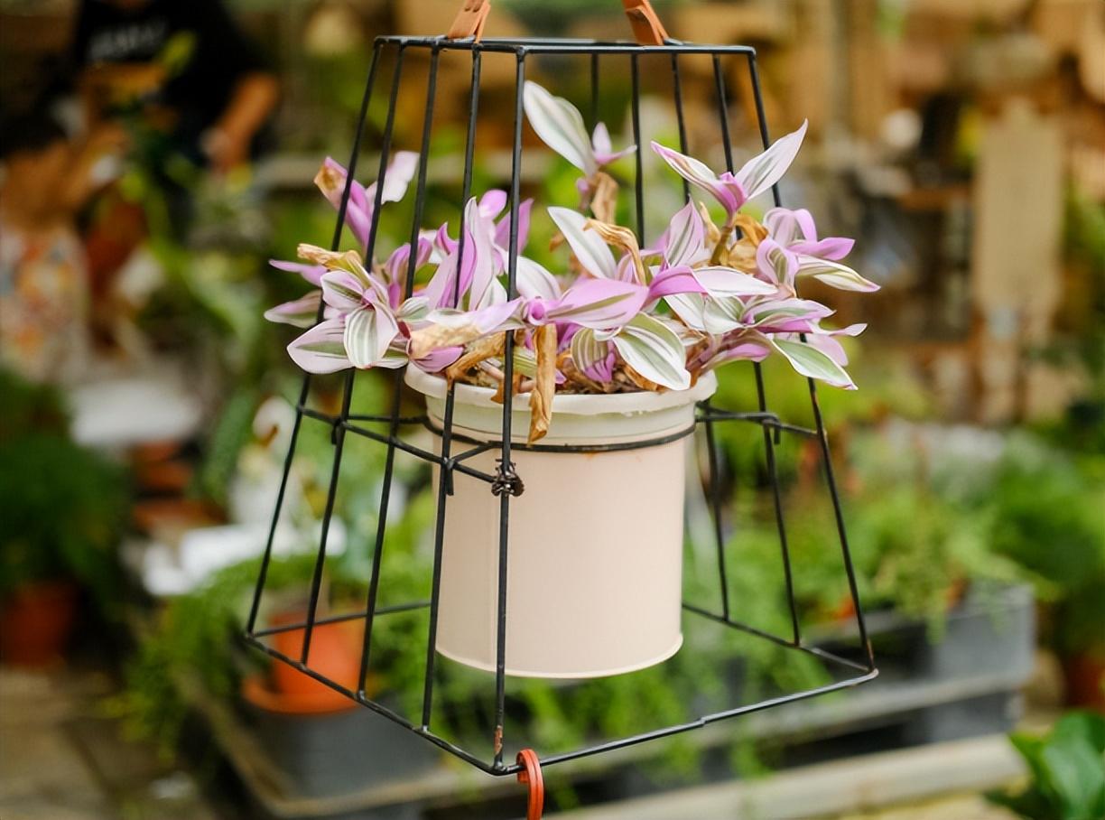 油畫(huà)吊蘭怎么養，怎么扦插，油畫(huà)婚禮吊蘭的扦插技術(shù)?