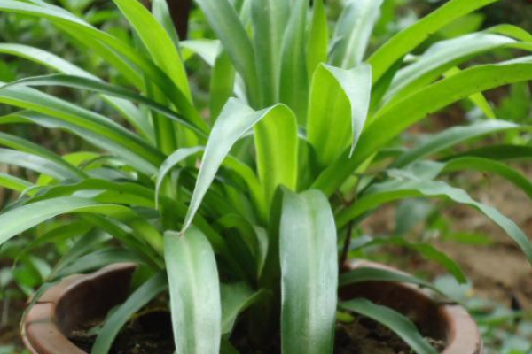 吊蘭換盆的注意事項，換盆最好用什么土，吊蘭換完土立即澆水嗎?