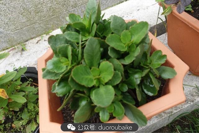 多肉白鳥(niǎo)怎么施肥，白鳥(niǎo)多肉爆盆?