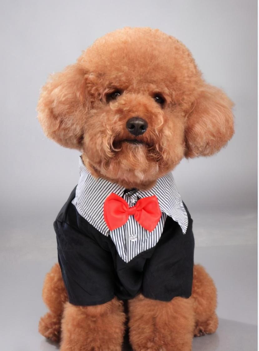 泰迪怕冷還是怕熱(泰迪夏天怎么過(guò)) 泰迪怕冷還是怕熱(泰迪夏天怎么過(guò))