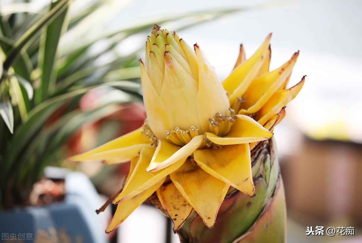 地涌金蓮開(kāi)花后怎么處理，爛莖了怎么辦，地涌金蓮花后怎么處理?