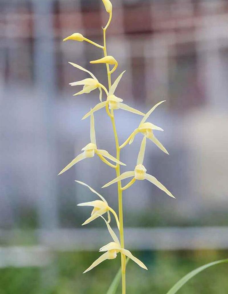 寒蘭什么時(shí)候開(kāi)花，寒蘭為什么人養的少?