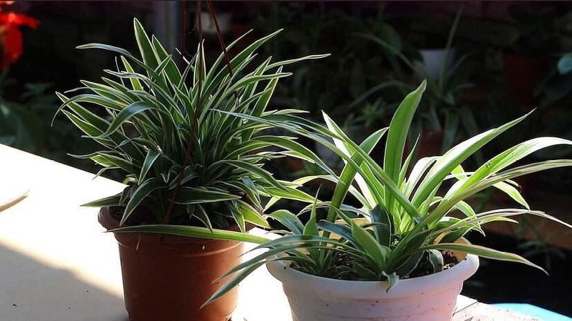 吊蘭冬天怎么過(guò)冬，金邊吊蘭冬天會(huì )凍死嗎?