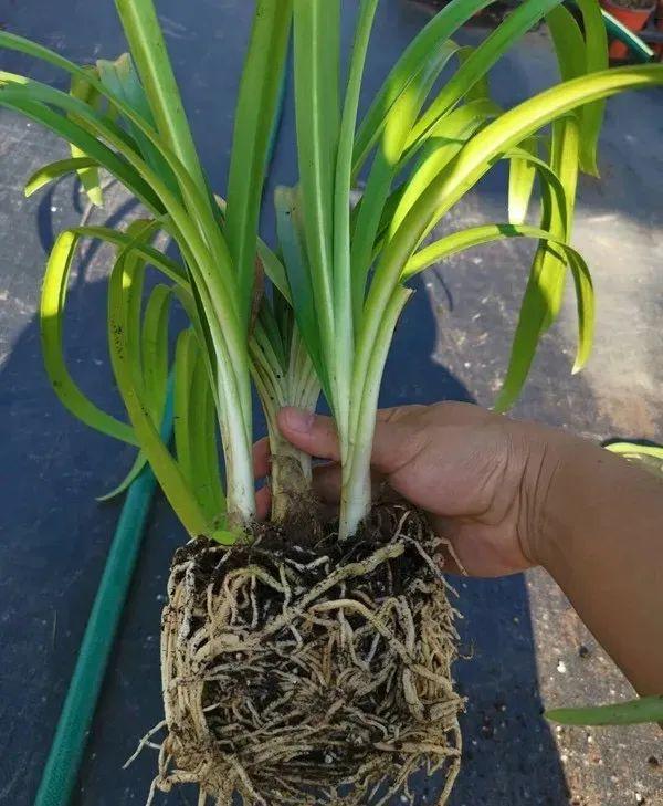 百子蓮怎么過(guò)冬，百子蓮冬天會(huì )凍死嗎?