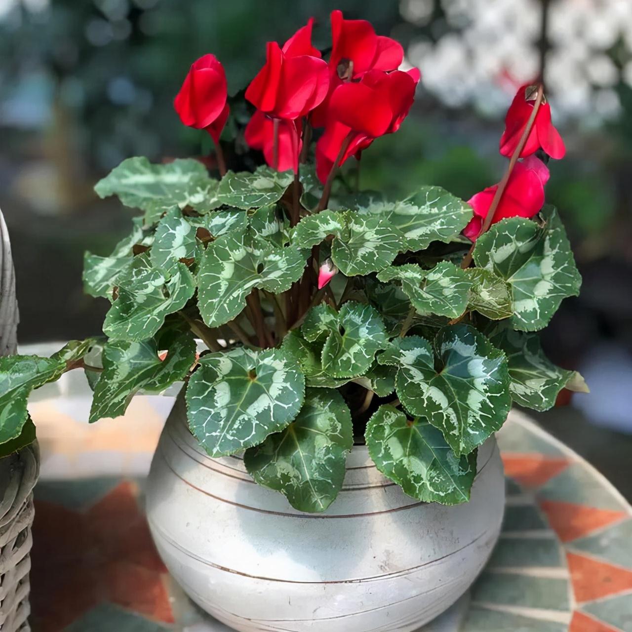 不夜城的分株繁殖，蝴蝶蘭是怎么繁殖的?