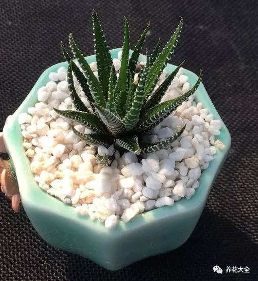 冰燈玉露怎么繁殖，冰燈玉露怎么爆盆?