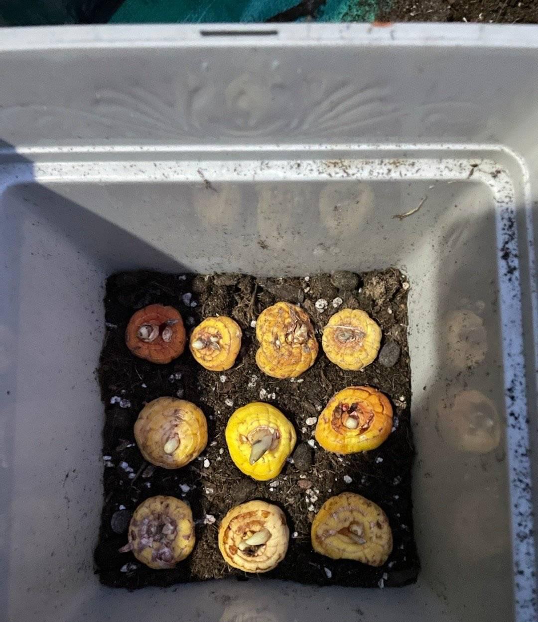 唐菖蒲(劍蘭)怎么施肥，水養劍蘭是否要剝掉葉子?