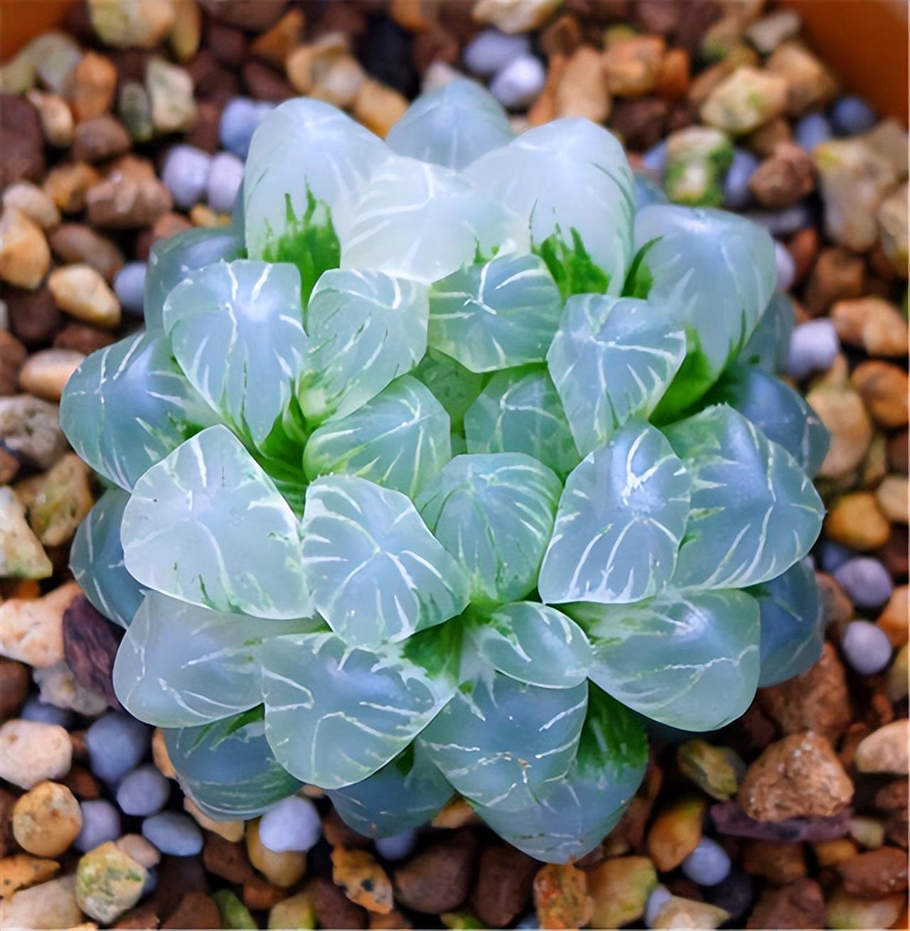 冰燈玉露開(kāi)花什么顏色，冰燈玉露怎么爆盆?