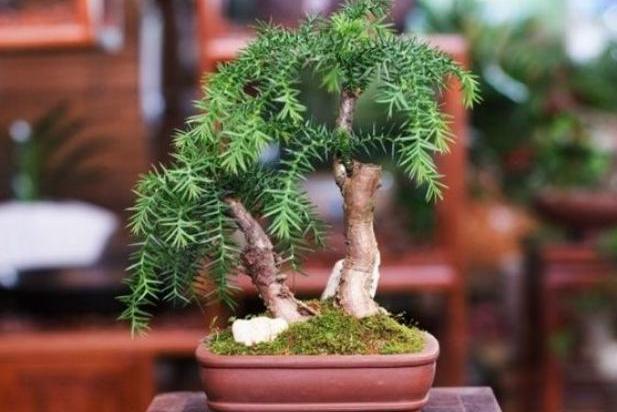 澳洲杉怎么施肥，盆栽澳洲杉的施肥方法?