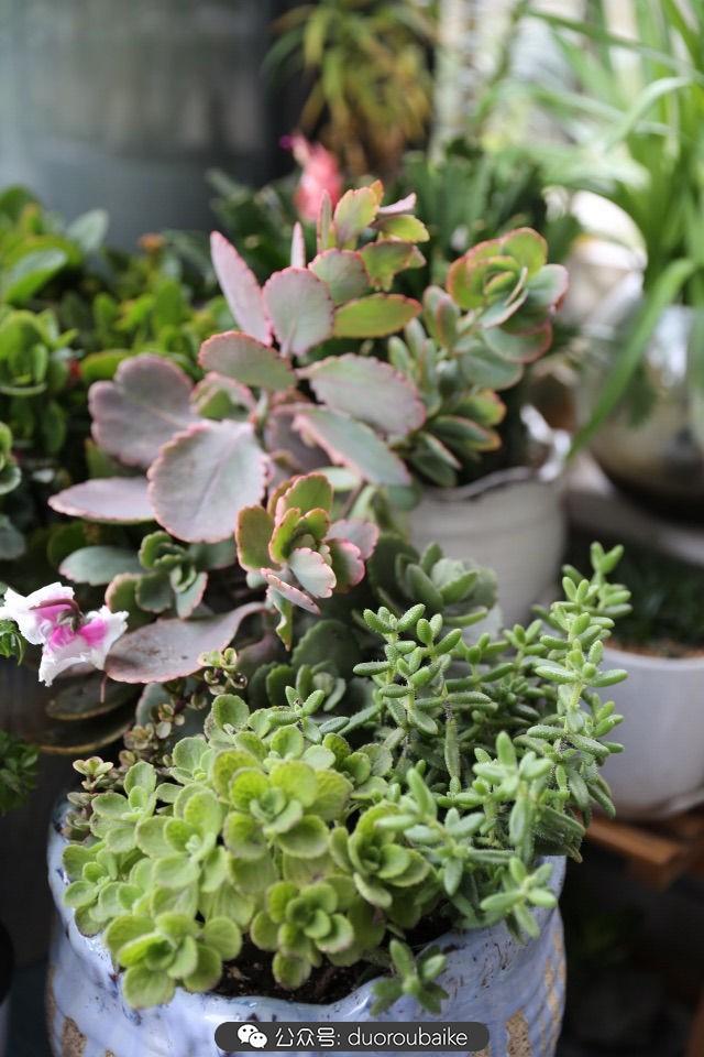 多肉白鳥(niǎo)怎么施肥，白鳥(niǎo)多肉爆盆?