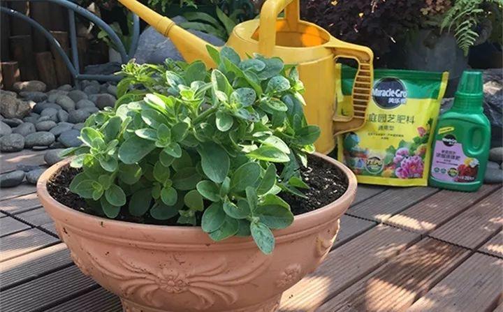 矮牽牛在什么季節開(kāi)花，矮牽牛開(kāi)花后要打頂嗎?