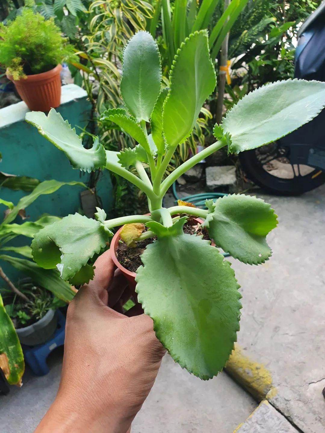 落地生根怎么養才能開(kāi)花，長(cháng)壽花怎么養才能爆盆?