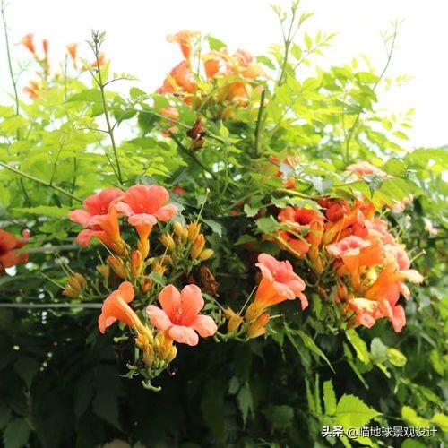 長(cháng)春蔓開(kāi)花嗎，長(cháng)春蔓和常春藤一樣嗎?