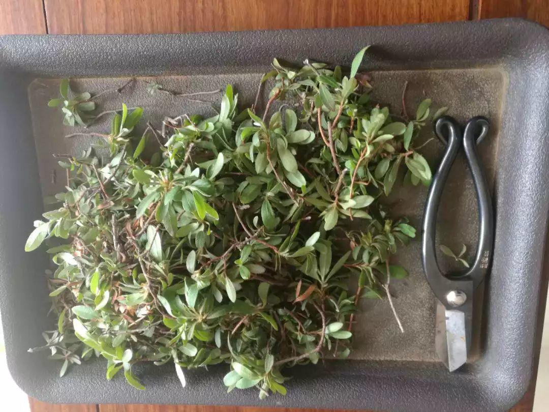 長(cháng)壽花花謝后如何修剪，怎么處理，杜鵑花花謝后怎樣修剪?