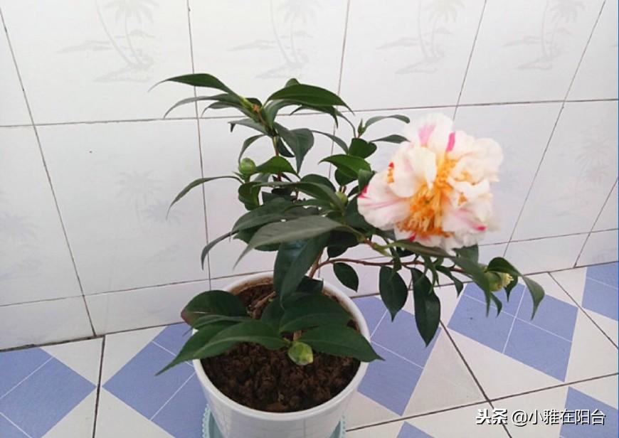 茶花澆水的正確方法，茶花澆水多了怎么補救，茶花的澆水技巧?