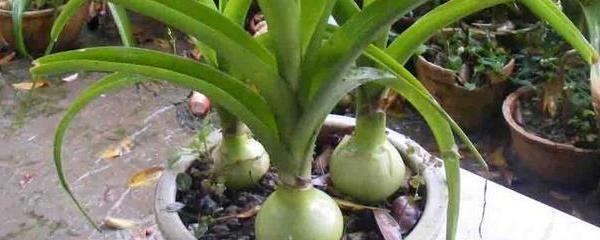 虎眼萬(wàn)年青怎么修剪，中華萬(wàn)年青葉片修剪?