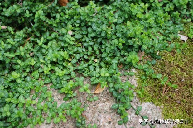 長(cháng)春蔓開(kāi)花嗎，長(cháng)春蔓和常春藤一樣嗎?