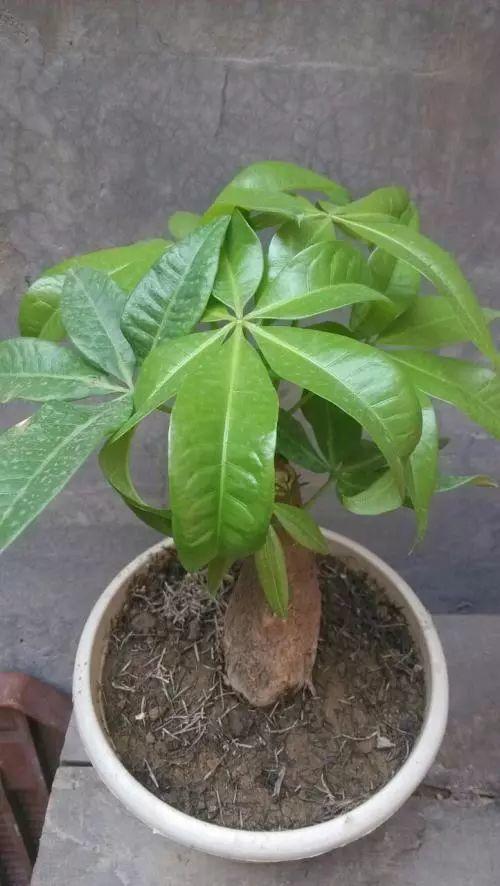 家養發(fā)財樹(shù)怎樣過(guò)冬，能用硫酸亞鐵水澆嗎，招財樹(shù)冬天怎么養?