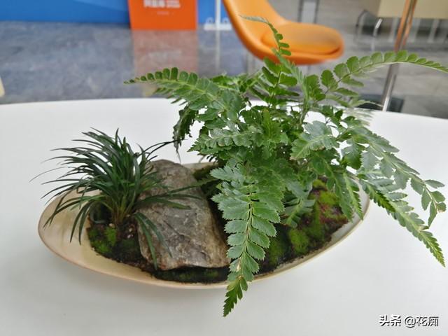 菖蒲盆景怎么過(guò)冬?，新手如何養菖蒲?