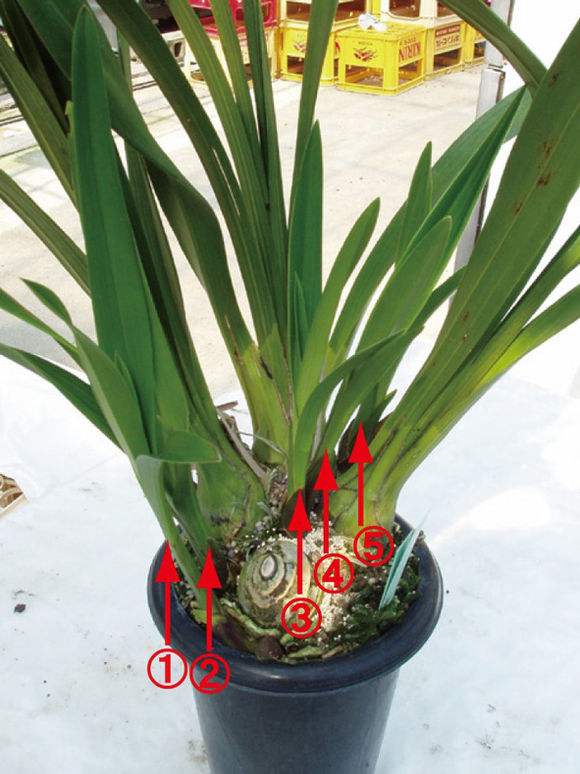 大花蕙蘭如何換盆，怎么分株，大花蕙蘭幾月份換盆?