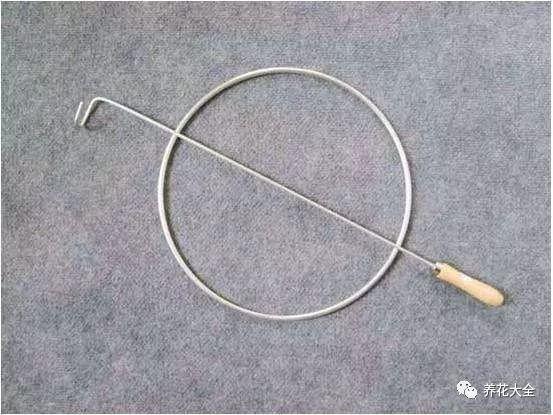 百萬(wàn)小鈴的繁殖方法，什么時(shí)候扦插，金魚(yú)吊蘭的扦插方法和注意事項?