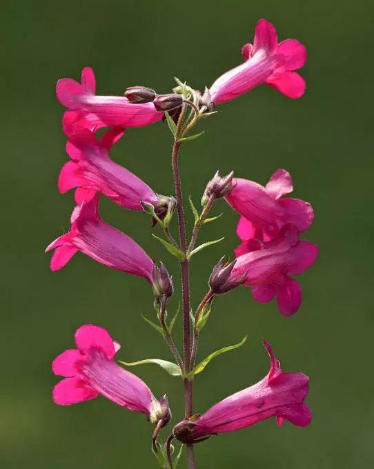 釣鐘柳的繁殖方法詳解，釣鐘柳圖片?
