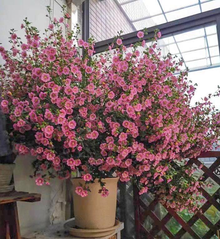 百萬(wàn)小鈴的扦插方法，小木槿扦插多久生根?