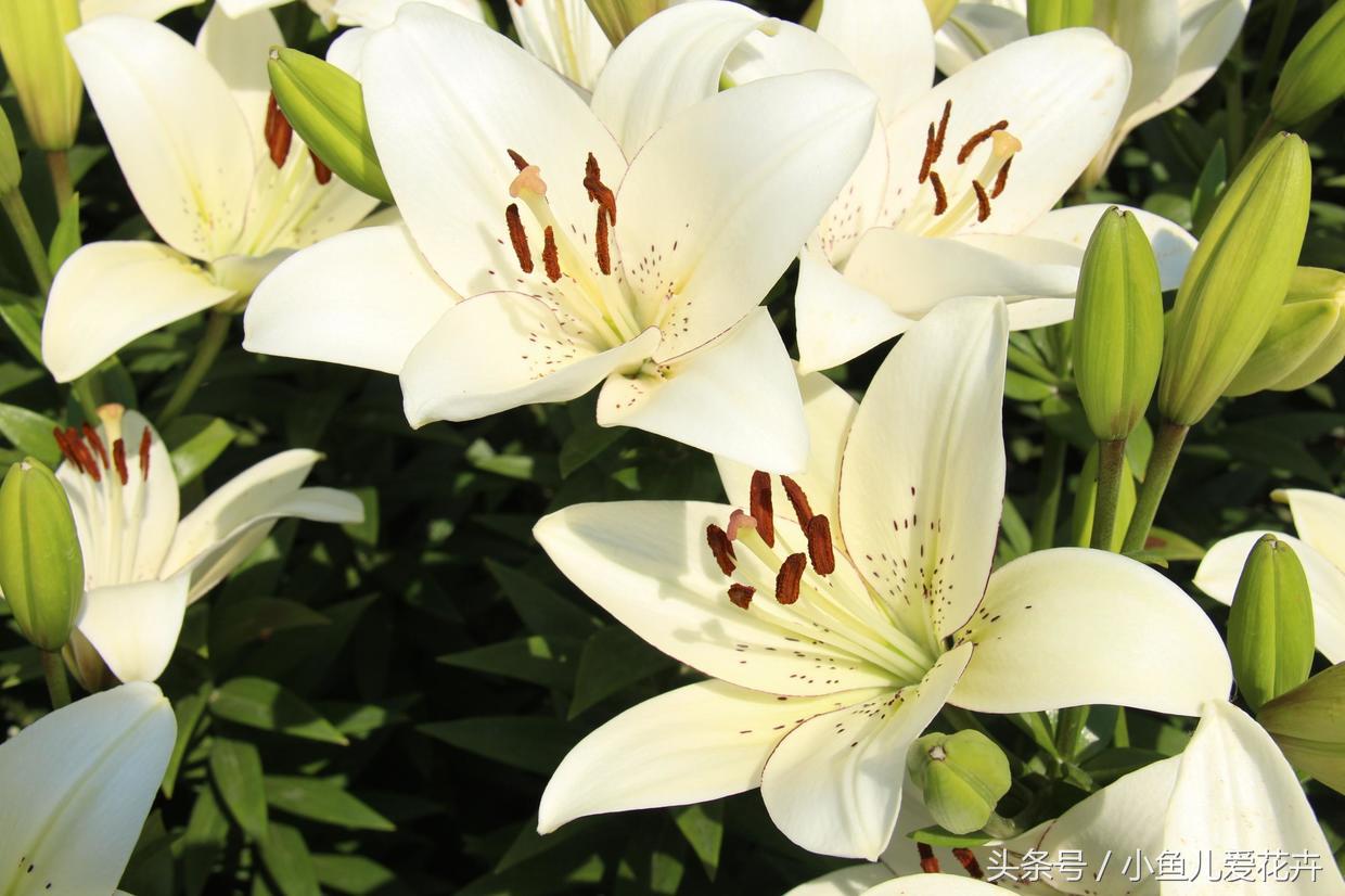 百合開(kāi)花之后怎么處理，百合一年開(kāi)花幾次，如何讓百合分叉多開(kāi)花?