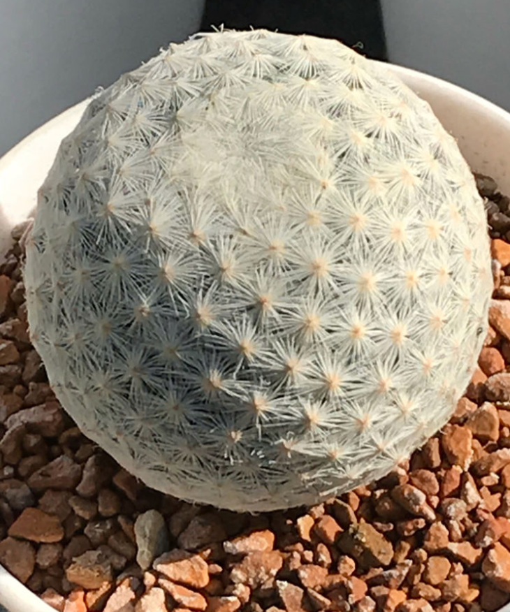 多肉白鳥(niǎo)怎么繁殖，白鳥(niǎo)多肉圖片?