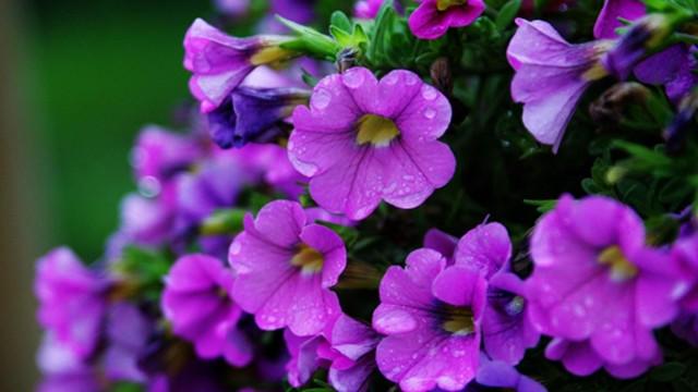 矮牽牛怎么打頂，矮牽牛能活幾年?