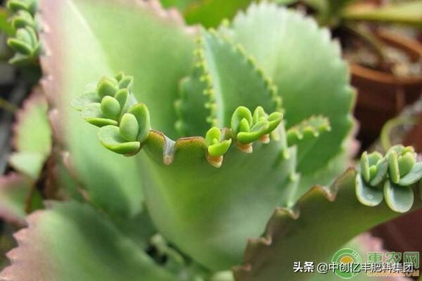 落地生根怎么施肥，生根肥什么時(shí)候施最好?