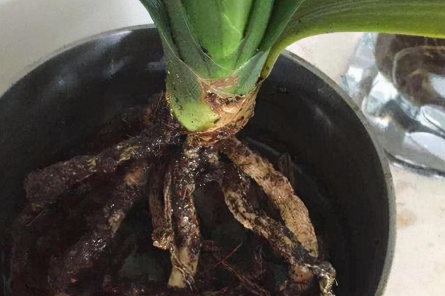 不夜城的分株繁殖，蝴蝶蘭是怎么繁殖的?