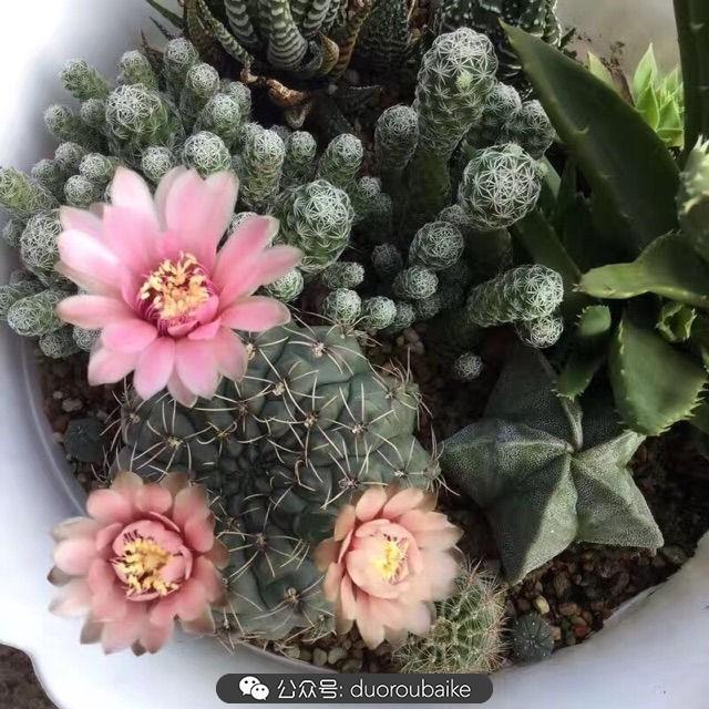 多肉白鳥(niǎo)怎么施肥，白鳥(niǎo)多肉爆盆?