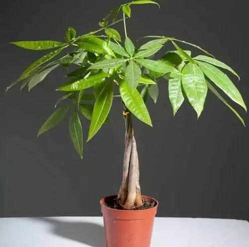 家養發(fā)財樹(shù)怎樣過(guò)冬，能用硫酸亞鐵水澆嗎，招財樹(shù)冬天怎么養?