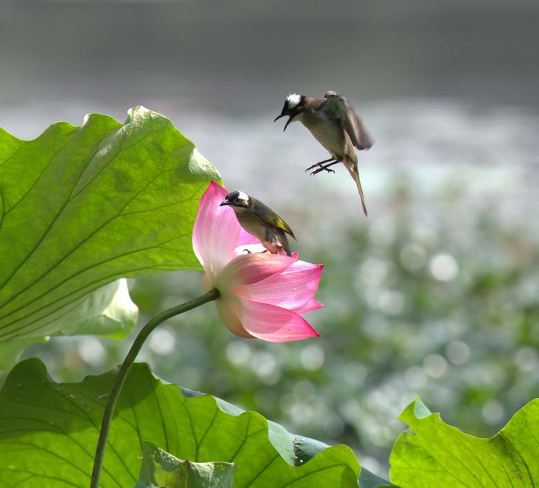 白頭翁的繁殖方法，白頭翁怎么分公母?