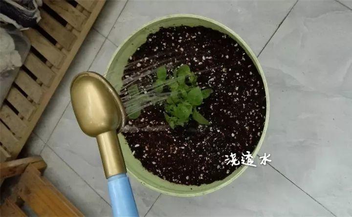 矮牽牛在什么季節開(kāi)花，矮牽牛開(kāi)花后要打頂嗎?