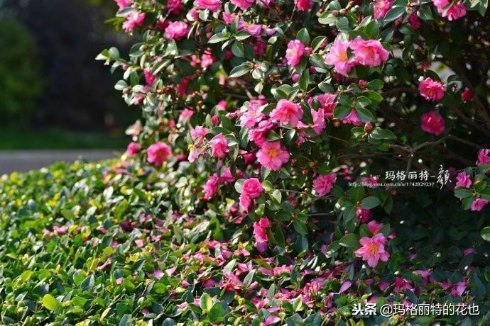 如何使茶梅在圣誕開(kāi)花，茶梅開(kāi)白花怎么辦?