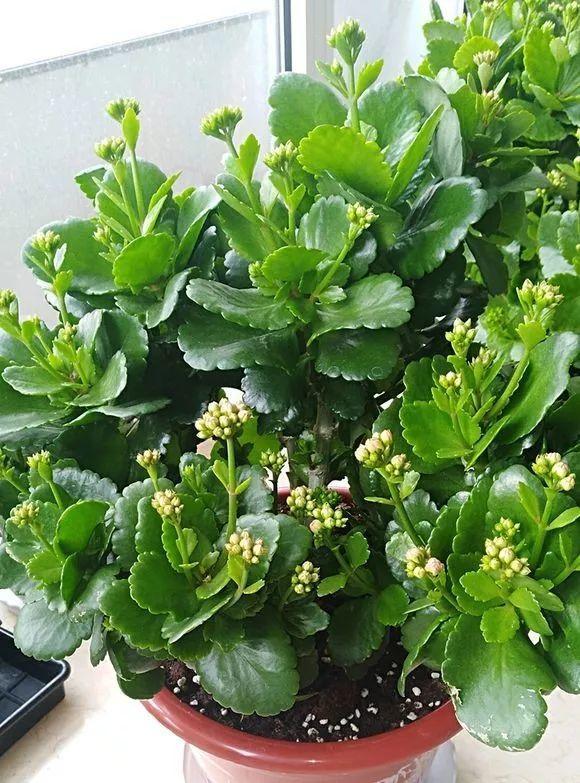 長(cháng)壽花花謝后如何修剪，怎么處理，杜鵑花花謝后怎樣修剪?