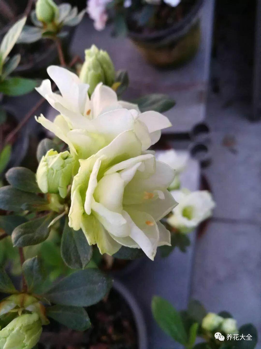 怎么讓杜鵑花開(kāi)花，開(kāi)花前用什么肥，什么肥能讓花卉快速生長(cháng)?