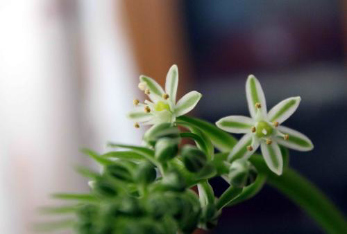 虎眼萬(wàn)年青怎么造型，造型圖片?