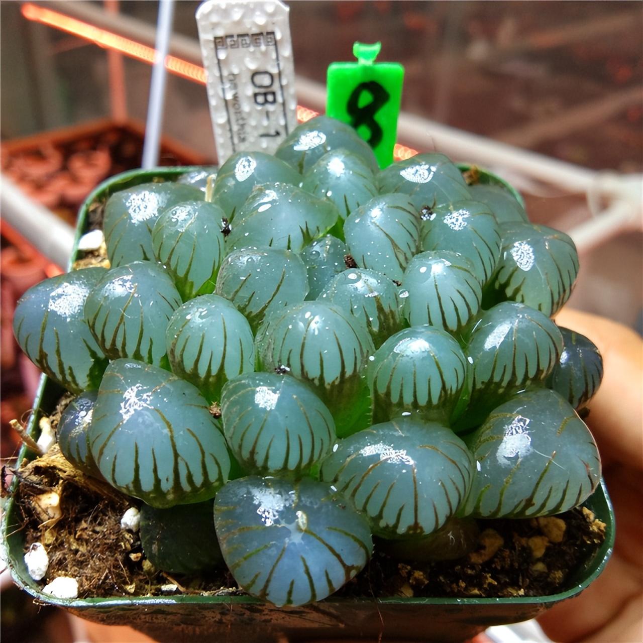 冰燈玉露開(kāi)花什么顏色，冰燈玉露怎么爆盆?