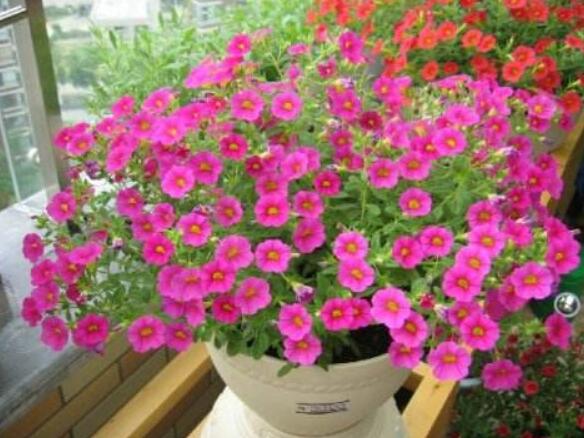 百萬(wàn)小鈴什么時(shí)候開(kāi)花，百萬(wàn)小鈴是一年生還是多年生?