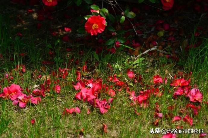 如何使茶梅在圣誕開(kāi)花，茶梅開(kāi)白花怎么辦?
