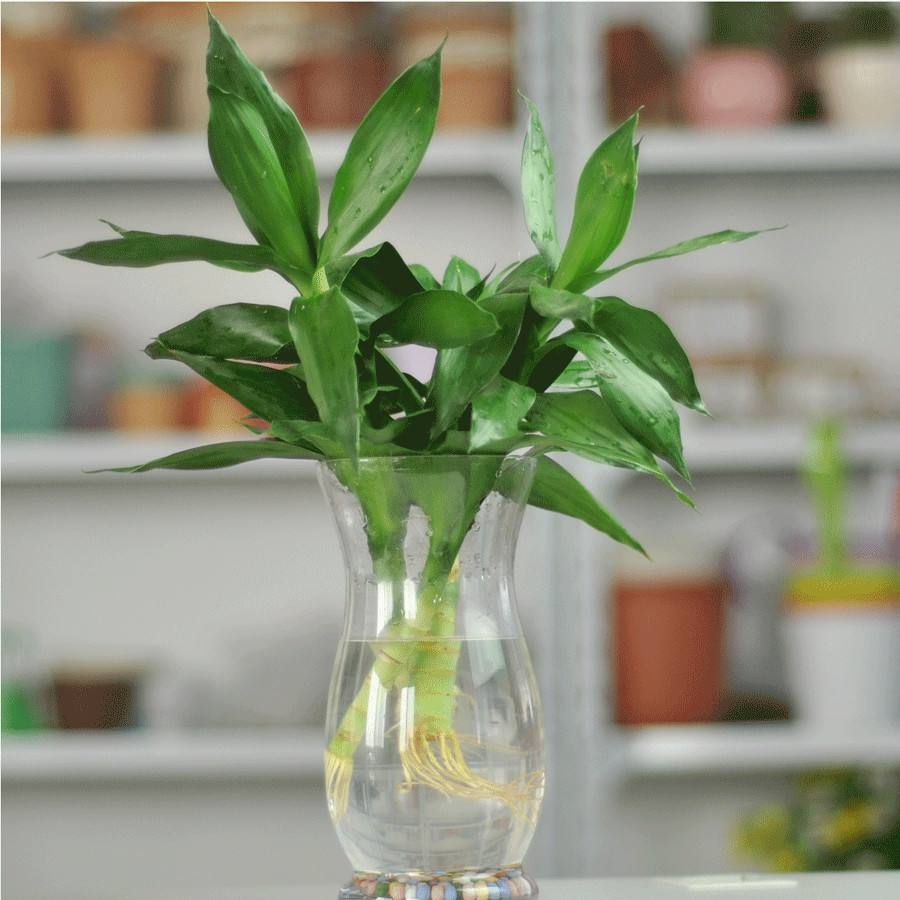 水養富貴竹怎么過(guò)冬天，富貴竹過(guò)冬干枯怎么救，如何水養富貴竹?