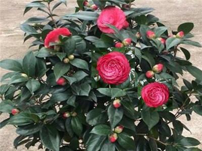 怎么讓茶花快速開(kāi)花，開(kāi)花期如何護理，怎樣讓茶花花苞快些開(kāi)花?