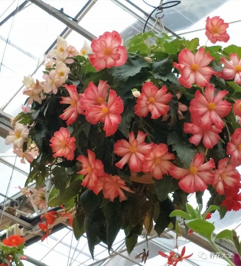 百萬(wàn)小鈴的繁殖方法，什么時(shí)候扦插，金魚(yú)吊蘭的扦插方法和注意事項?